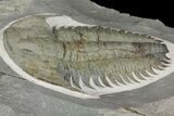 Lower Cambrian Trilobite (Longianda) - Issafen, Morocco #164511-2